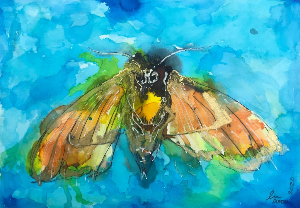 Aquila