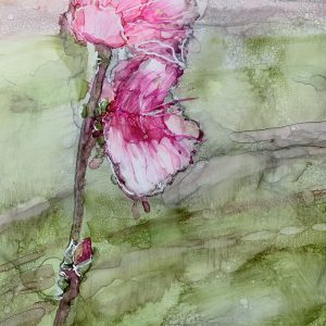Apple Blossom